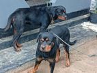 Rottweiler Dog