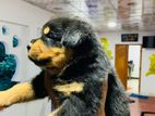 Rottweiler Puppies