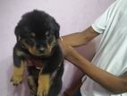 Rottweiler Puppy