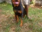 Rottweiler Dog