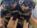 Rottweiler Puppies