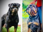 Rottweiler Dog