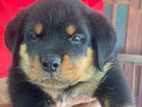 Rottweiler Dog