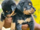 Rottweiler Puppies