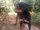 Rottweiler Puppy