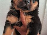 Rottweiler Puppy