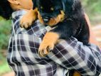 Rottweiler Puppies