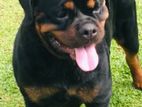 Rottweiler Female Dog