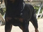 Rottweiler Dog
