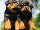 Rottweiler Puppies