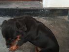Rottweiler Puppy