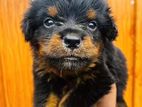 Rottweiler Puppy