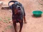Rottweiler