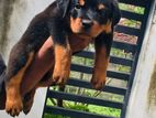 Rottweiler Male Puppy