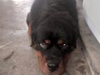 Rottweiler Dog