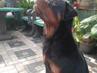 Rottweiler Female Dog