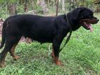 Rottweiler