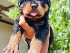 Rottweiler Puppy