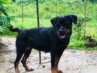 Rottweiler