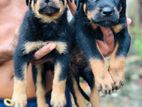 Rottweiler Puppy