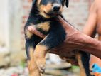 Rottweiler Female Puppy