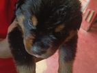 Rottweiler Puppy
