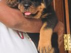 Rottweiler Puppies