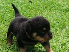 Rottweiler Puppies