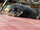 Rottweiler Puppies
