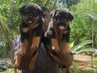 Rottweiler Puppies