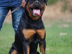 Rottweiler