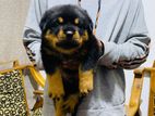 Rottweiler Puppy