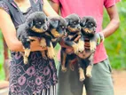 Rottweiler Puppy