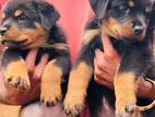 Rottweiler Puppies