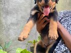 Rottweiler Puppy
