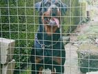 Rottweiler Dog