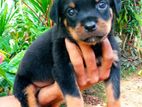 Rottweiler Puppy