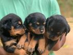 Rottweiler Puppies