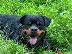 Rottweiler Dog for Crossing