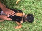 Rottweiler Puppy