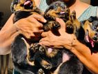 Rottweiler Puppies