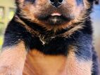 Rottweiler Puppies