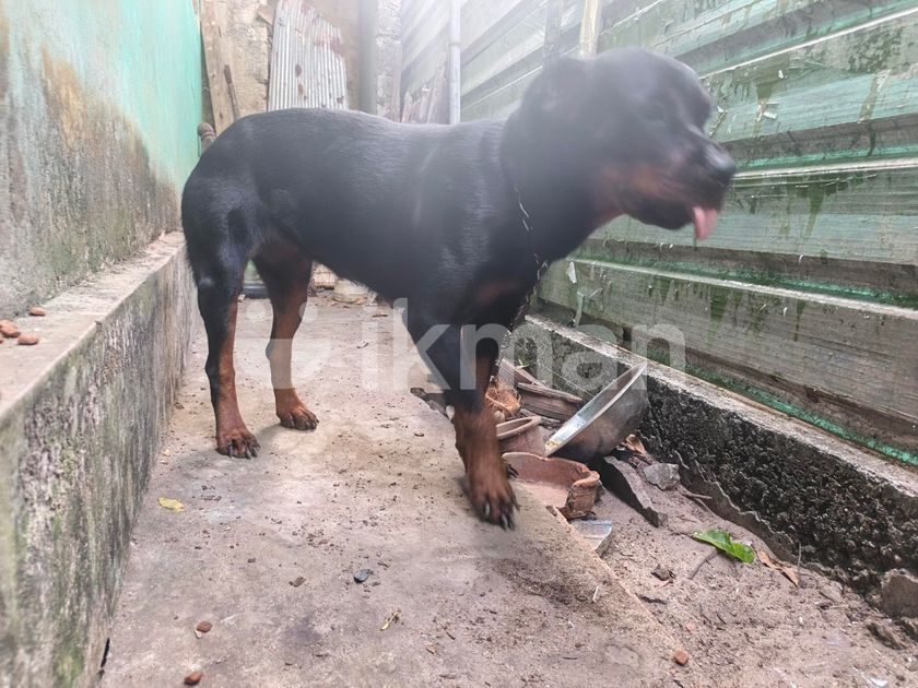 Rottweiler Dog for Sale in Matara City | ikman
