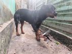 Rottweiler Dog