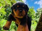 Rottweiler puppies