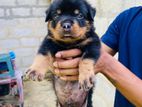 Rottweiler Puppy