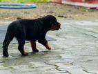 Rottweiler Puppy