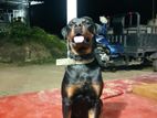 Rottweiler Dog