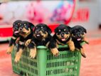 Rottweiler Puppies