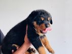 Rottweiler Puppy